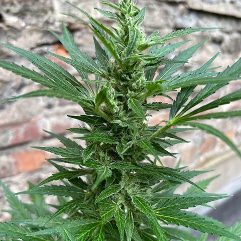 Royal Cookies auto growlog timeline photo