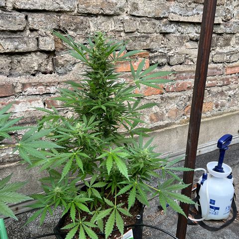 Royal Cookies auto growlog timeline photo