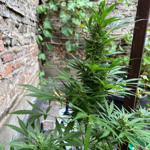 Royal Cookies auto growlog timeline photo