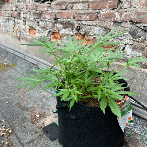 Mimosa  growlog timeline photo