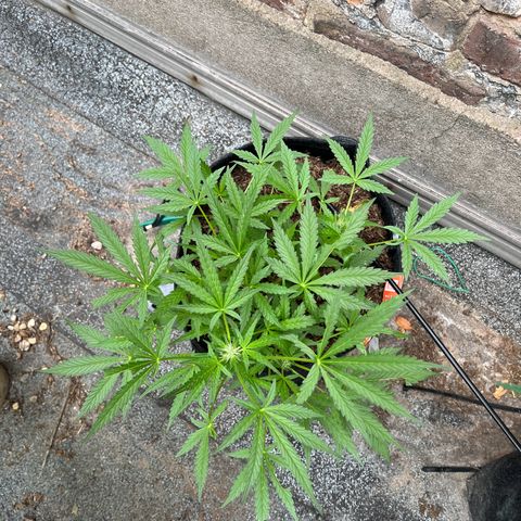 Mimosa  growlog timeline photo