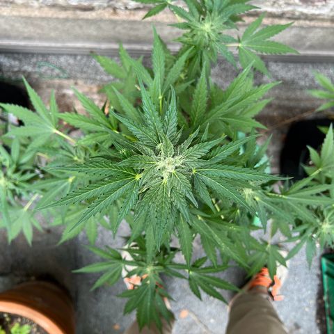 Royal critical growlog timeline photo