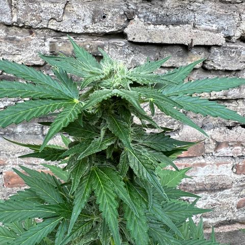 Royal critical growlog timeline photo