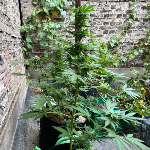 Royal critical growlog timeline photo