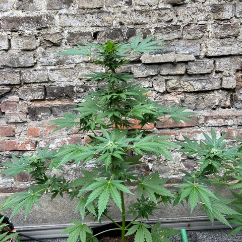 Royal critical growlog timeline photo