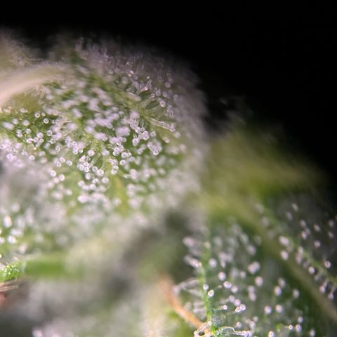 Royal critical growlog timeline photo