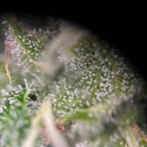 Royal critical growlog timeline photo
