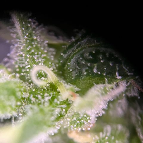 Royal Cookies auto growlog timeline photo
