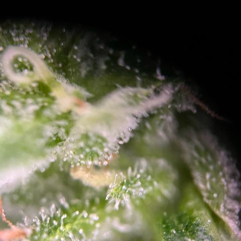 Royal Cookies auto growlog timeline photo