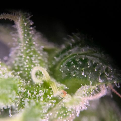Royal Cookies auto growlog timeline photo