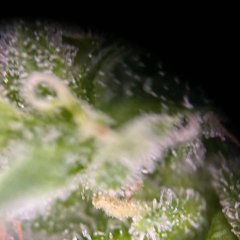 Royal Cookies auto growlog timeline photo