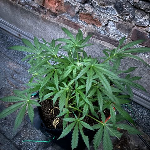 Mimosa  growlog photo: Vor entlaubung und danach