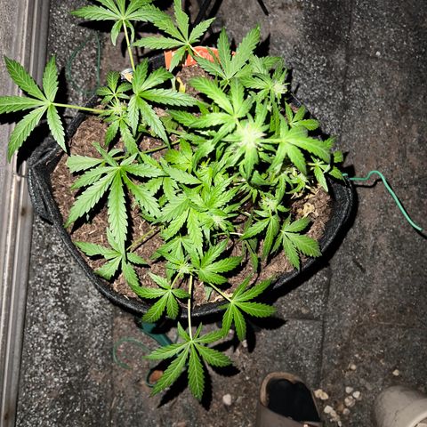 Mimosa  growlog photo: Vor entlaubung und danach