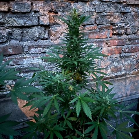 Royal Cookies auto growlog timeline photo