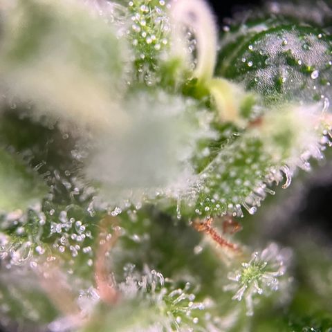 Royal Cookies auto growlog timeline photo