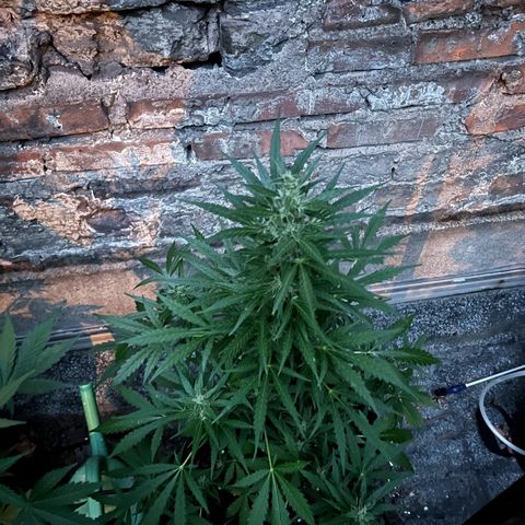 Royal Cookies auto growlog timeline photo