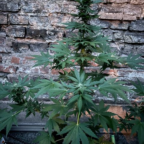 Royal critical growlog timeline photo