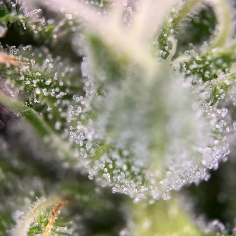 Royal critical growlog timeline photo
