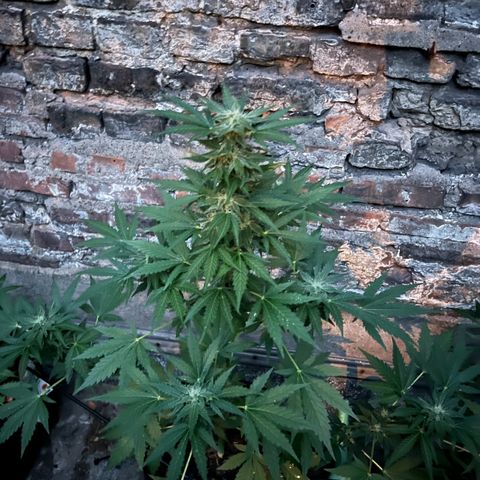 Royal critical growlog timeline photo