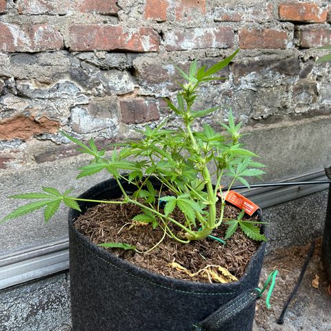 Mimosa  growlog timeline photo