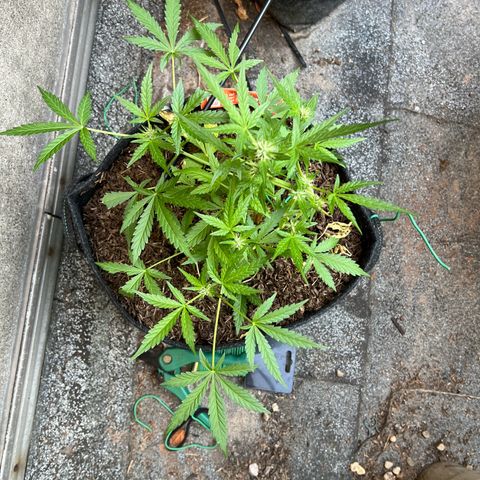 Mimosa  growlog timeline photo