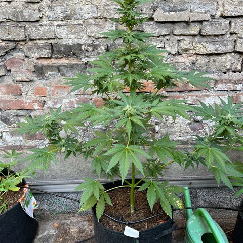 Royal critical growlog timeline photo