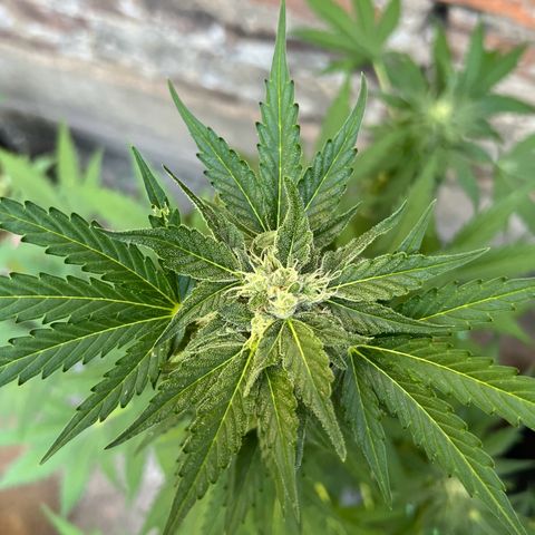 Royal critical growlog timeline photo