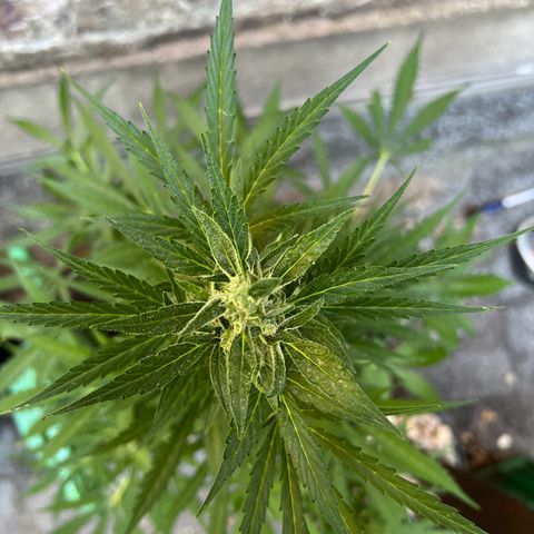 Royal Cookies auto growlog timeline photo