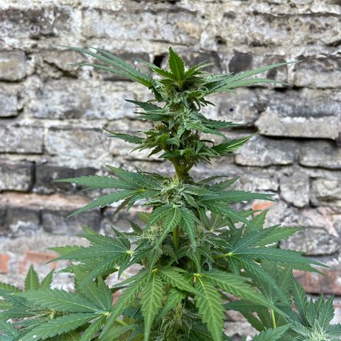 Royal critical growlog timeline photo