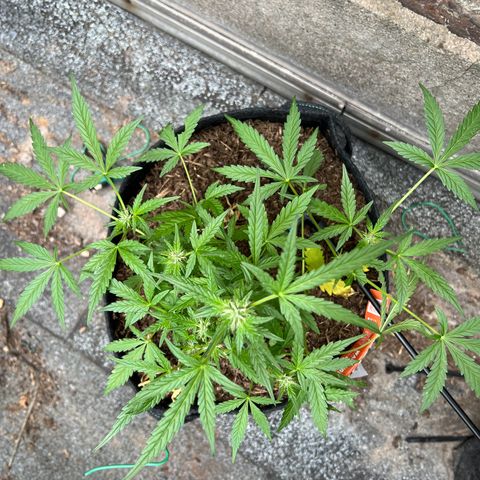 Mimosa  growlog timeline photo