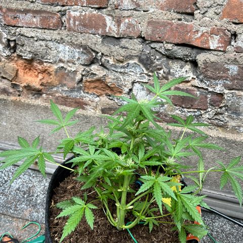 Mimosa  growlog timeline photo