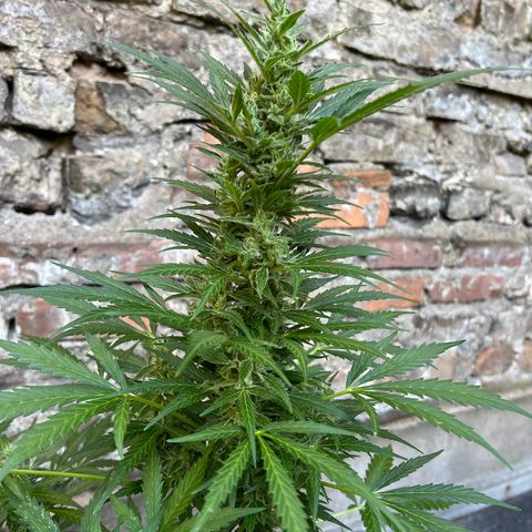 Royal Cookies auto growlog timeline photo