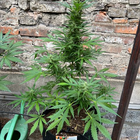 Royal Cookies auto growlog timeline photo