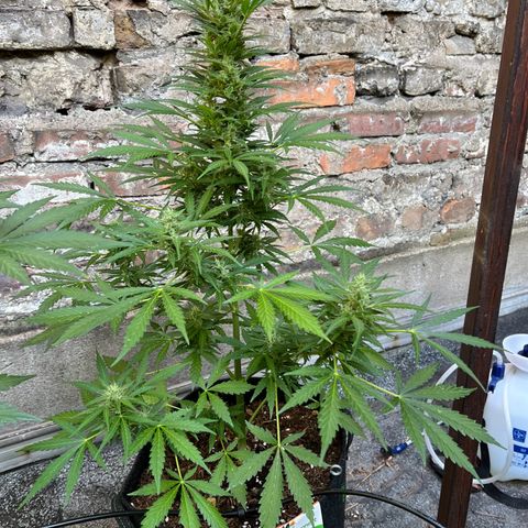 Royal Cookies auto growlog timeline photo