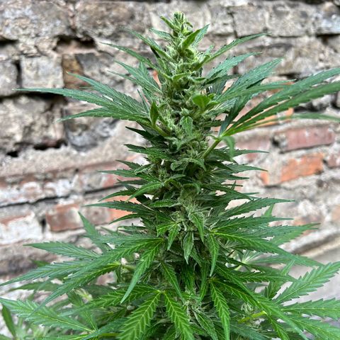Royal Cookies auto growlog timeline photo