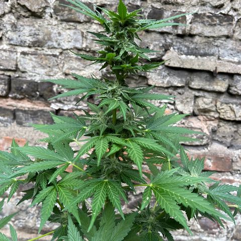 Royal critical growlog timeline photo