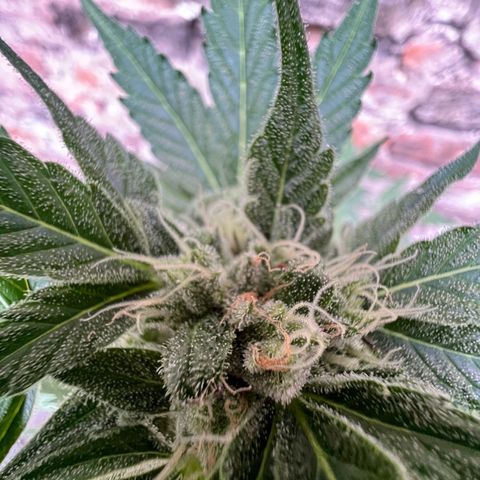 Royal critical growlog timeline photo