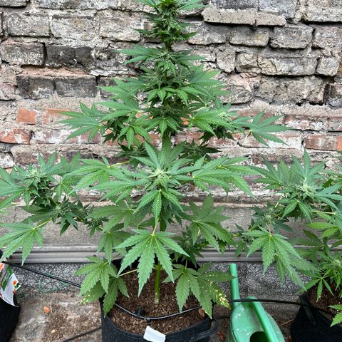 Royal critical growlog timeline photo
