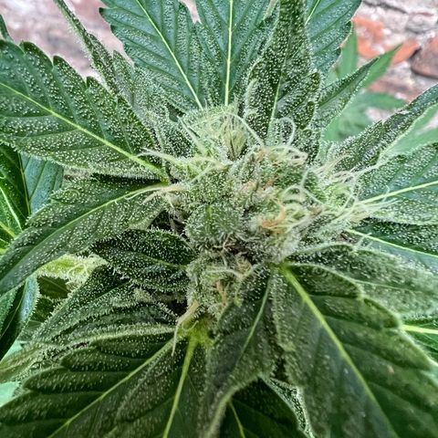 Royal critical growlog timeline photo