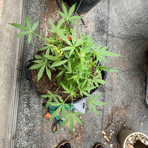 Mimosa  growlog timeline photo