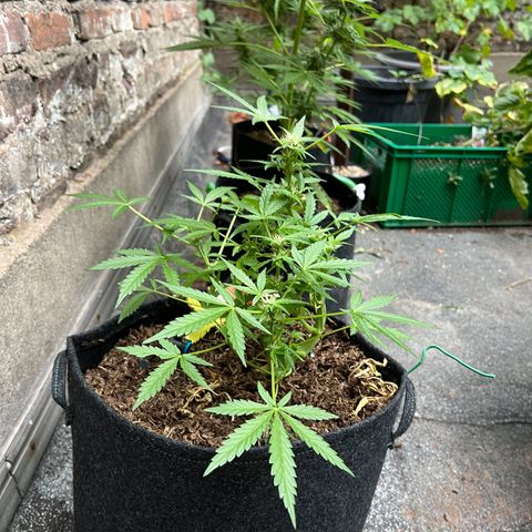 Mimosa  growlog timeline photo