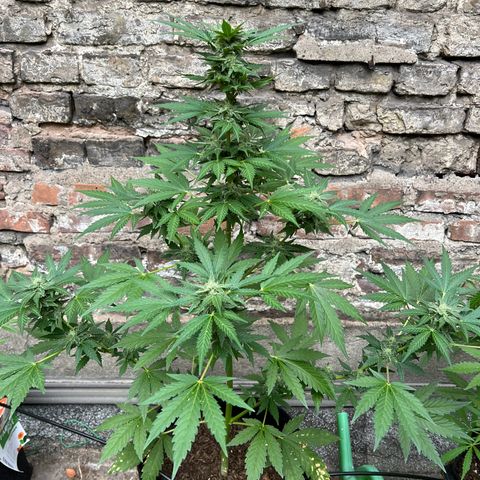 Royal critical growlog timeline photo
