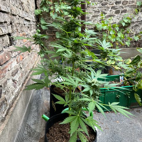 Royal critical growlog timeline photo