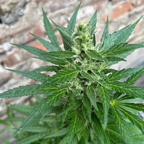 Royal Cookies auto growlog timeline photo