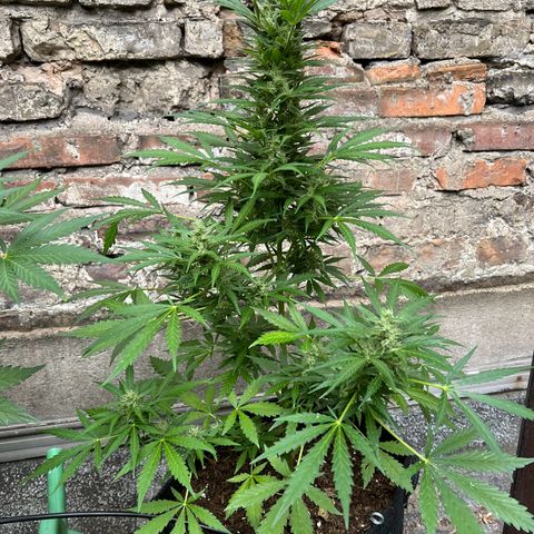 Royal Cookies auto growlog timeline photo
