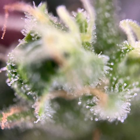 Royal Cookies auto growlog timeline photo