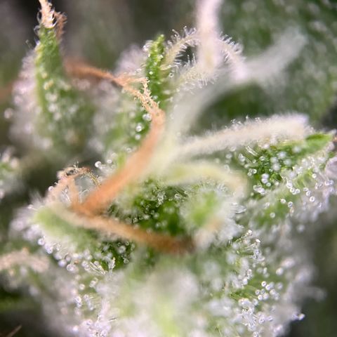 Royal critical growlog timeline photo