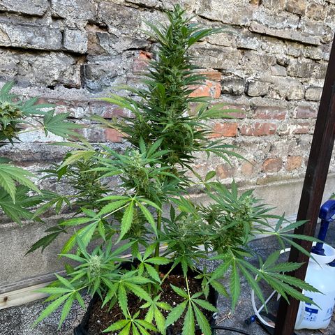 Royal Cookies auto growlog timeline photo
