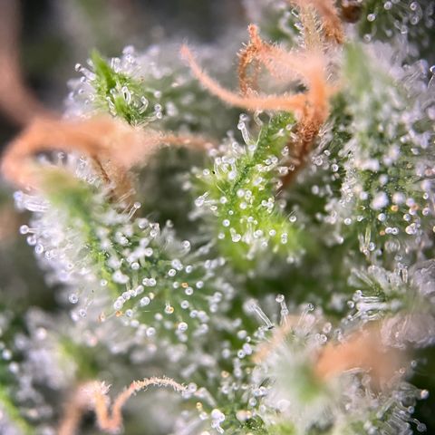 Royal Cookies auto growlog timeline photo