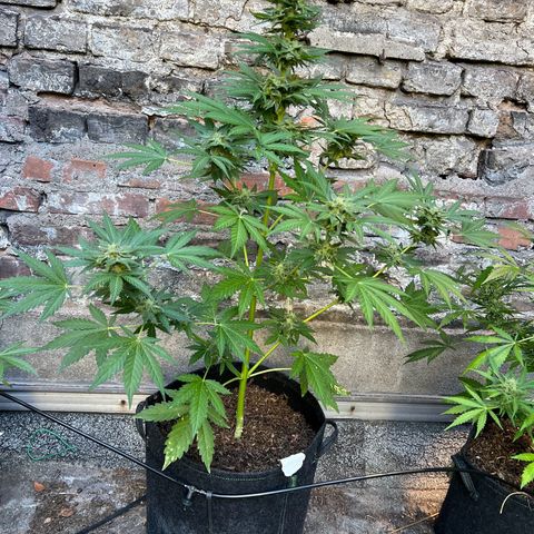 Royal critical growlog timeline photo